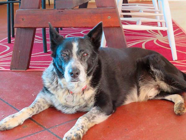 Pet Friendly accommodation Byron hinterland